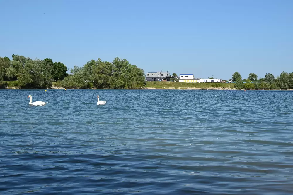 lac circuit de l'Europe cygne extérieur